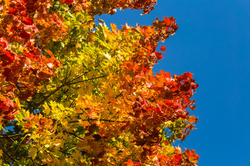 Naklejka na ściany i meble Beautiful, colorful autumn leaves of maple tree in park. Vivid color of a fall trees. Beautiful autumn scenery.