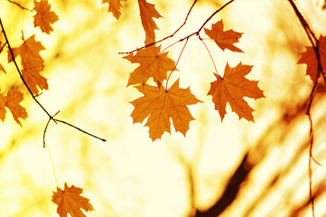 Fototapeta na wymiar Autumn leaves background.