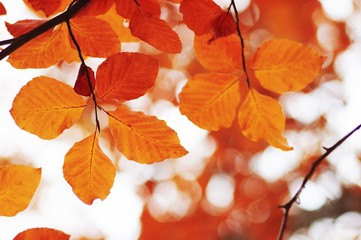  Autumn leaves  background.