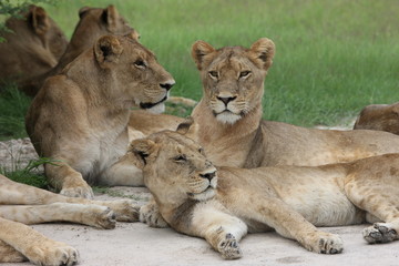 Fototapeta na wymiar Lion wild dangerous mammal africa savannah Kenya