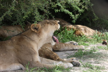 Lion wild dangerous mammal africa savannah Kenya