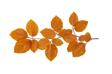 Fototapeta premium autumn leaves isolated on white