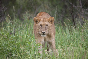 Lion wild dangerous mammal africa savannah Kenya