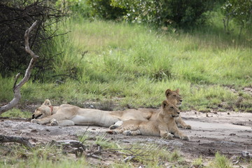 Lion wild dangerous mammal africa savannah Kenya