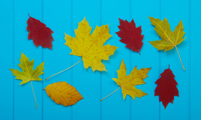  autumn leaves on blue background