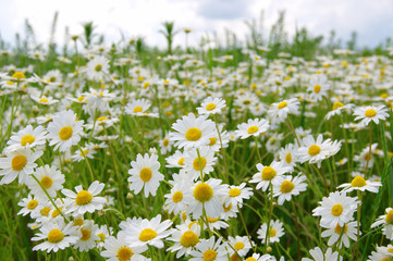White camomiles on green field