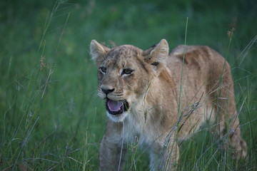 Lion wild dangerous mammal africa savannah Kenya