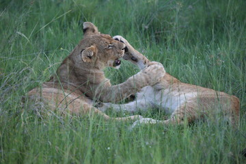 Lion wild dangerous mammal africa savannah Kenya
