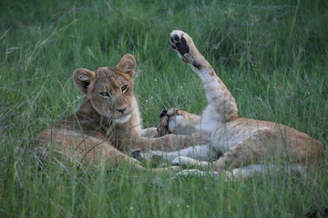 Lion wild dangerous mammal africa savannah Kenya