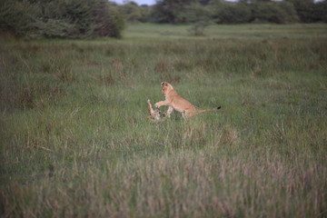 Lion wild dangerous mammal africa savannah Kenya