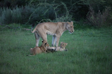 Lion wild dangerous mammal africa savannah Kenya