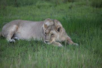 Lion wild dangerous mammal africa savannah Kenya