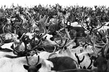 Reindeer migrate for a best grazing in the tundra nearby of polar circle. Yamal peninsula, Siberia.