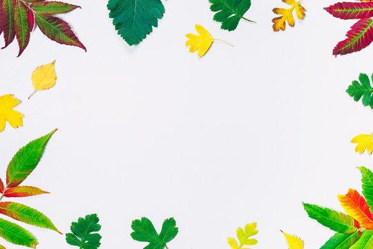 Beautiful colorful autumn leaves and berries frame on white background with free space