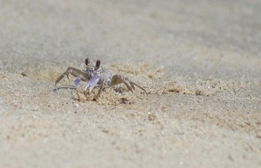 Fototapeta na wymiar Ghost Crab on the Beach