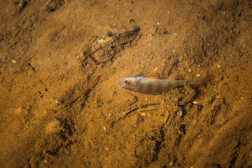 Small common perch struggling in a shallow waters. Beautiful small fish swimming in the river. Riverside scenery.