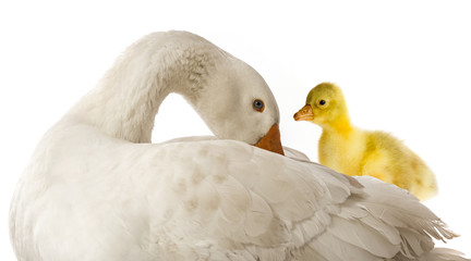 white goose and goosling (Anser anser domesticus) isolated on a white background