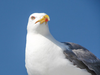 Gaviota argéntea