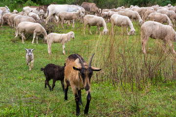 Obraz na płótnie Canvas Flock of sheeps grazing in a hill