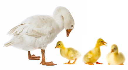 white goose and gosling (Anser anser domesticus) isolated on a white background