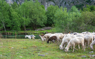 Flock of sheeps grazing in a hill