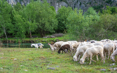 Fototapeta premium Flock of sheeps grazing in a hill