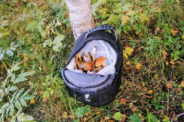 Black tourist backpack with mushrooms is on the grass.
