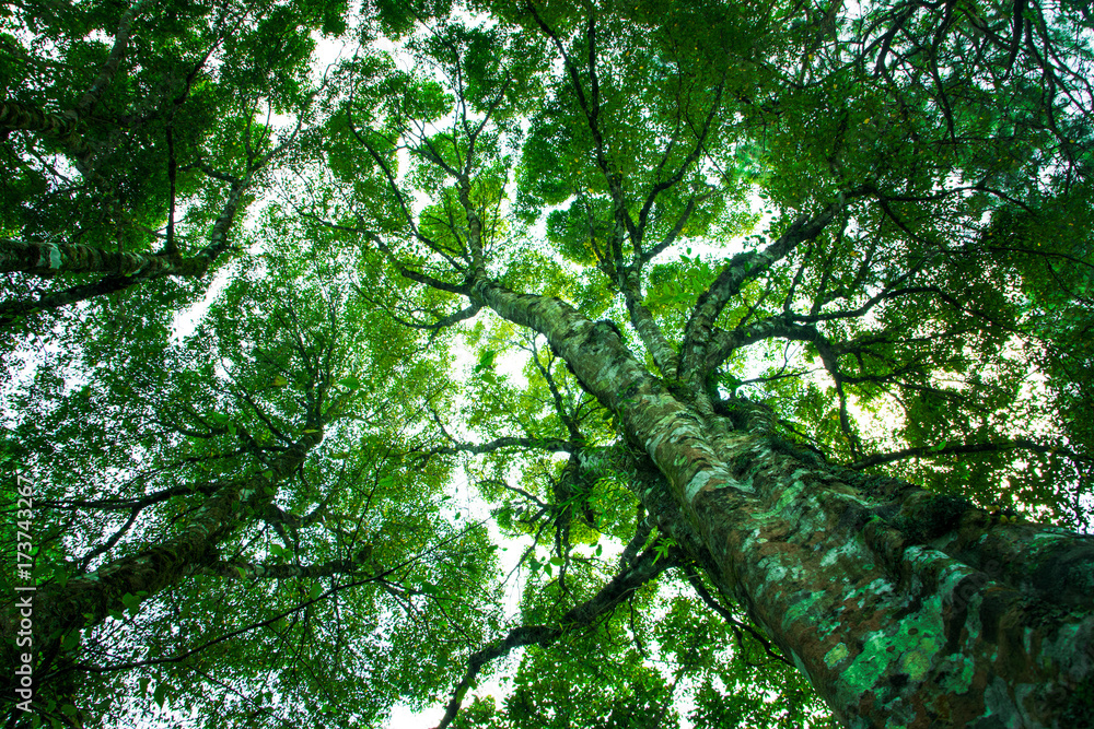 Poster up view green trunk and tree branches abstract nature background
