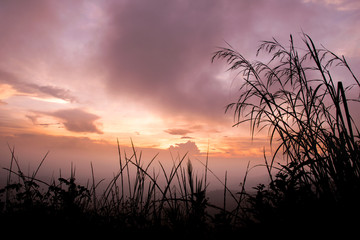 Fototapeta premium Silhouette grass in evening sky at purple sunset
