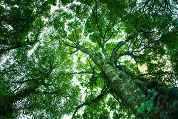 Fototapeta premium Up view green Trunk and tree branches abstract nature background