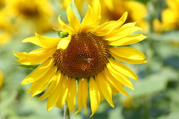 Naklejka premium Elianto 7