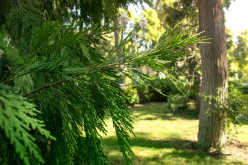 Pine tree blur green background