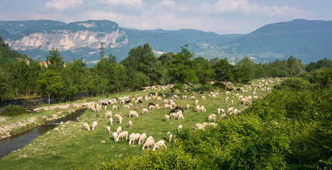 Fototapeta na wymiar Flock of sheeps grazing in a hill at sunset