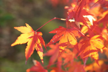 紅葉