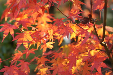 紅葉