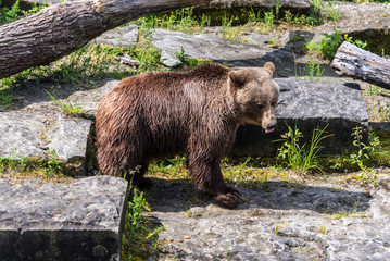 Fototapeta na wymiar Bear, the symbol of the city of Bern, Switzerland