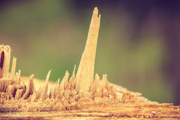 Wooden splinter protruding from the wood