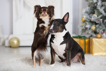english bull terrier and chihuahua dogs posing for Christmas