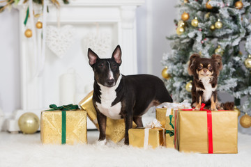 two dogs posing with Christmas presents