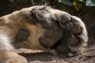 Big lion paw close up