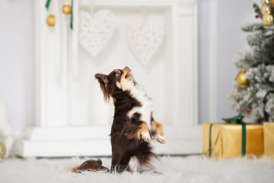 Chihuahua Dog Begging