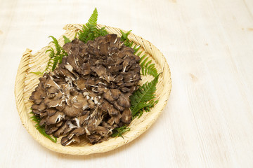 Maitake(Japanese mushroom)