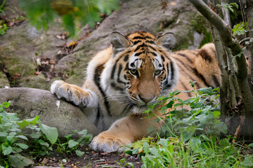 Siberian tiger panthera tigris altaica in zoo