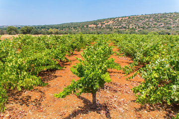 Fototapeta na wymiar Rows of grape plants with mountain in Portugal