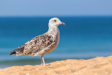 Young brown seagull on beach with sea