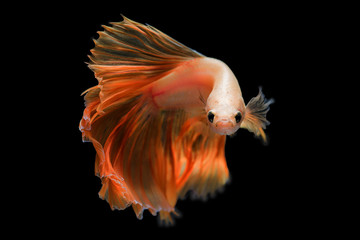 Orange siamese fighting fish