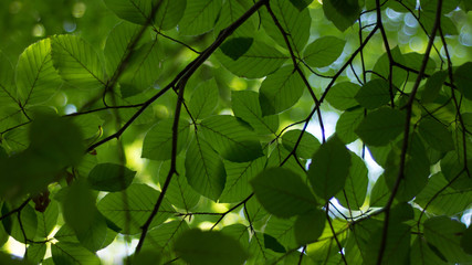 Fototapeta na wymiar Green Leaves on Tree Branch