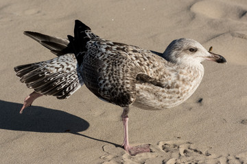 Mewa nad Bałtykiem w Kołobrzegu  © Pawel Gruntowicz