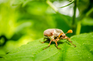 European beetle pest - common cockchafer  (Melolontha melolontha) close up photos