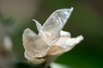 Fleur blanche